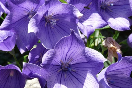 Platikodon fotografie și tipuri, metode de plantare și îngrijire (metode) Platikodon fotografie și tipuri, metode de plantare și îngrijire
