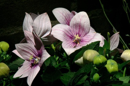 Platikodon fotografie și tipuri, metode de plantare și îngrijire (platikodon) Platikodon fotografie și tipuri, metode de plantare și îngrijire