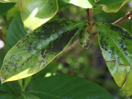 De ce este jasminoides Gardenia negru, secretele în creștere plante de apartament (acasă) zhasminovidnoy De ce este jasminoides Gardenia negru, secretele houseplants în creștere