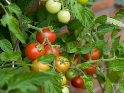 De ce nu fard de obraz roșii în seră, care fac să cânte mai repede, ce să facă în cazul în care tomate rele (tomate) De ce nu roșească roșii în seră, care fac să cânte mai repede, ce să facă în cazul în care roșiile rele