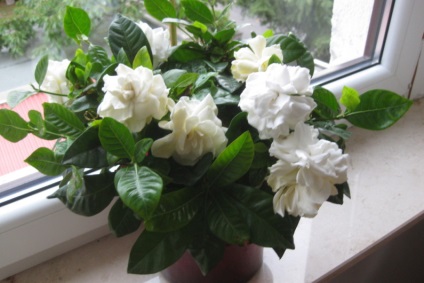 De ce frunze Gardenia rândul său, negru și cad, bârfe on-line (toamna) De ce frunze Gardenia rândul său, negru și cad, bârfe on-line