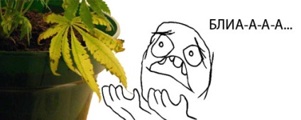 De ce marijuana galben (seminte de cannabis) De ce marijuana galben