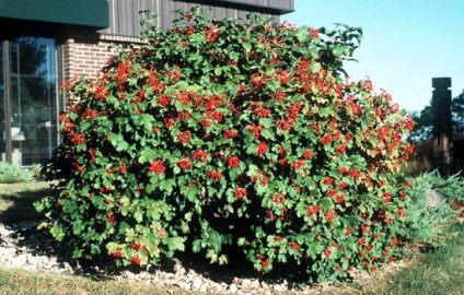 Proprietăți utile de Viburnum, proprietăți medicinale, ceea ce este un beneficiu și rău sale (Sarcina) Proprietăți utile de Viburnum, proprietăți medicinale, ceea ce beneficiile sale și a efectelor nocive