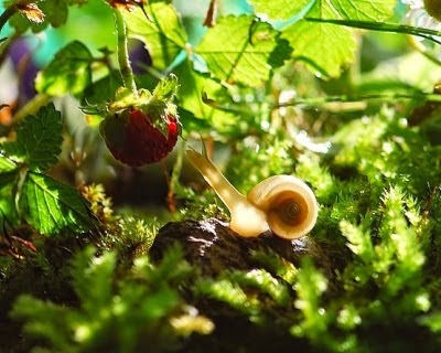 Beneficii melci infosfera (beneficia de melci Achatina) Beneficii melci infosfera