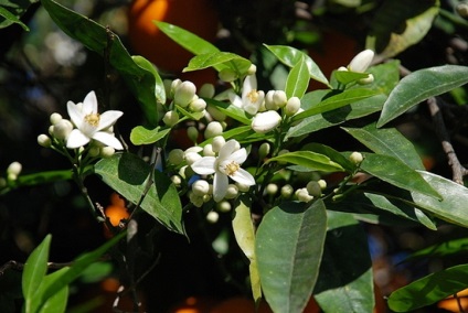 Pomeranets (portocală amară) imagine, extract, ulei amar, proprietățile fructului, cererea (extract) Pomeranets (portocală amară) imagine, extract, ulei amar, proprietățile fructului, cererea