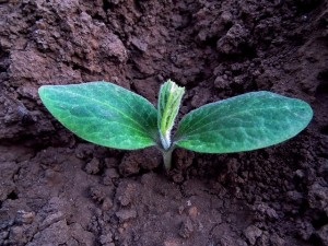 Este timpul pentru a planta! Cinci reguli pentru agricultori (norme) Este timpul pentru a planta! Cinci reguli pentru agricultori