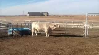 Charolais Descriere bovine rasa, poze (descriere) vaci Charolais rasa descriere, fotografie
