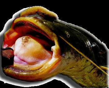 Spuma de pește, crap, nu doarme! (Fish) Spuma de pește, crap, nu doarme!