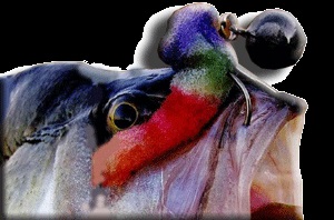 Spuma de pește, crap, nu doarme! (Pește spuma de armare) Spuma de pește, crap, nu doarme!