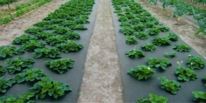 Plantarea de căpșuni pe agrovoloknom - sfaturi kopilochku (sfaturi) Plantarea căpșuni pe agrovoloknom - sfaturi kopilochku