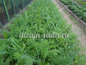Morcovi și ceapă aterizare pe un pat de (morcovi ceapa plantare) unul Plantarea morcovi si ceapa pe un pat de o