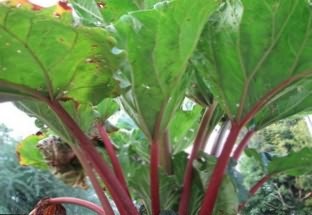 Plantare de grădina rubarbă să crească! (Destinație) Plantare de grădina rubarbă să crească!