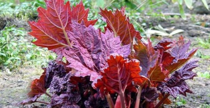 Plantare de grădina rubarbă să crească! (Rubarbă) Plantare de grădina rubarbă să crească!