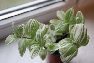 Plantarea specii și proprietăți utile ale plantelor camerei Tradescantia (tipuri de îngrijire de plantare de proprietăți utile ale plantelor Tradescantia camera de flori) Plantarea specii și proprietăți utile ale plantelor camerei Tradescantia