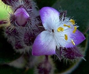 specii de plantare și proprietăți utile ale plantelor camerei Tradescantia (proprietăți) Plantarea specii și proprietăți utile ale plantelor camerei Tradescantia