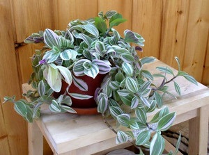 Plantarea specii și proprietăți utile ale plantelor camerei Tradescantia (tipuri de îngrijire de plantare de proprietăți utile ale plantelor Tradescantia camera de flori) Plantarea specii și proprietăți utile ale plantelor camerei Tradescantia