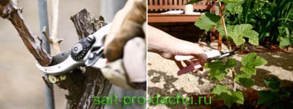 tunderea corectă și formarea de coacăz roșu (roșu) tunderea corectă și coacăze formarea