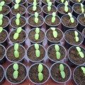 castraveți de plantare într-un sol de seră sau deschise (aterizare) de plantare de castraveți în teren deschis sau seră