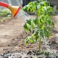 castraveți de plantare într-un sol de seră sau deschis (castraveți) de plantare de castraveți în teren deschis sau seră