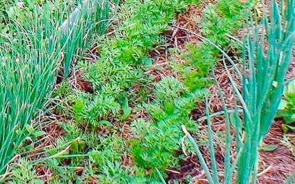 de plantare de morcovi pentru recoltă bună (recolta) de plantare de morcovi pentru recoltă bună