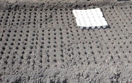 de plantare de morcovi pentru recoltă bună (recolta) de plantare de morcovi pentru recoltă bună