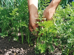 de plantare de morcovi pentru o recoltă bună (morcov) de plantare de morcovi pentru recoltă bună