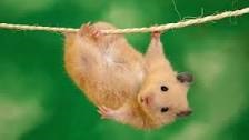 Manipularea corespunzătoare hamsteri (hamsteri manipulare corectă) Manipularea corespunzătoare hamsteri