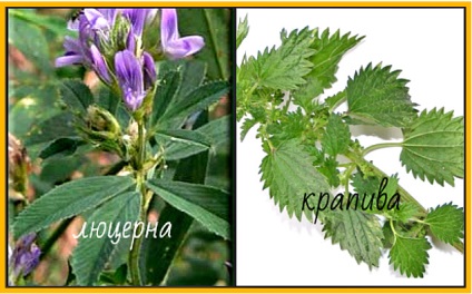 Sursele naturale de clorofilă - ierburi verzi (plante) Sursele naturale de clorofilă - ierburi verzi