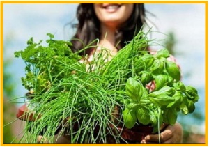 Sursele naturale de clorofilă - ierburi verzi (medicinale) Sursele naturale de clorofilă - ierburi verzi