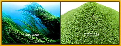 Sursele naturale de clorofilă - ierburi verzi (medicinale) Sursele naturale de clorofilă - ierburi verzi