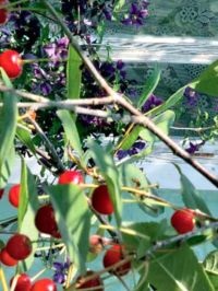 coloranți naturali (vulgaris Berberis obținut) coloranți naturali