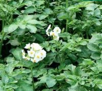 coloranți naturali (coloranți) coloranți naturali