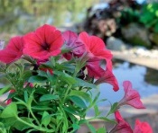 Coloranți naturali (randamente ceapă) coloranți naturali