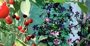 Coloranți naturali (galben permit) coloranți naturali