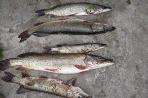 Femeia a visat de pește (pește cu vise) Femeia de pește visat