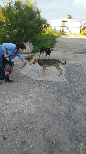 Cuști - unul aici! (Câini) Cuști - unul aici!