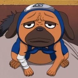 Apelul a Kakashi 8 câini ninja - Animale Înrolare - lumea ninja - Articole Directory - Naruto Grand (apel) Apelul a Kakashi 8 câini ninja - Animale Înrolare - Ninja lume - Articole Directory - Naruto Grand