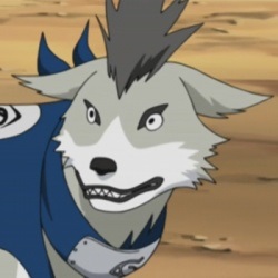 Apelul a Kakashi 8 câini ninja - Animale Înrolare - lumea ninja - Articole Directory - Naruto Grand (apel) Apelul a Kakashi 8 câini ninja - Animale Înrolare - Ninja lume - Articole Directory - Naruto Grand