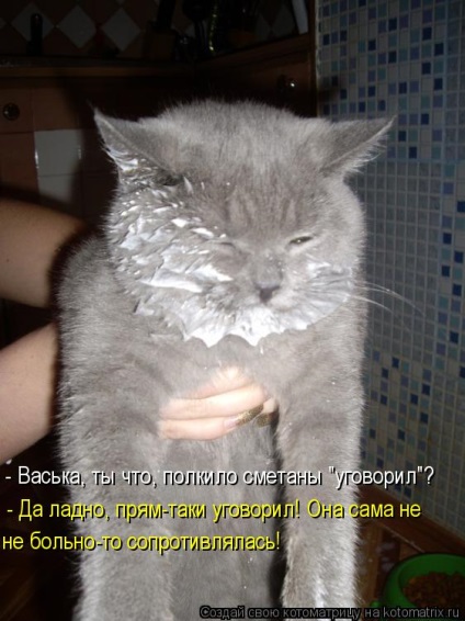 Despre pisica, despre smantana (smântână) Despre pisica, despre smantana