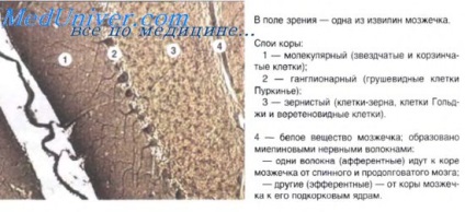 Creierul intermediar (creier) diencefalului