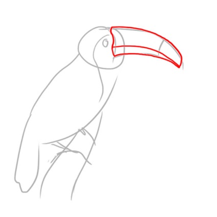 Cum de a desena o pasăre Toucan (Toucan) Cum de a desena o pasăre Toucan