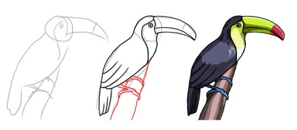 Cum de a desena o pasăre Toucan (Toucan) Cum de a desena o pasăre Toucan