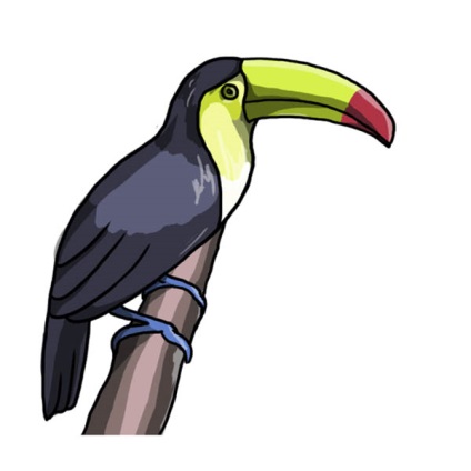 Cum de a desena o pasăre Toucan (Toucan) Cum de a desena o pasăre Toucan