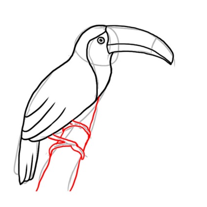Cum de a desena o pasăre Toucan (Toucan) Cum de a desena o pasăre Toucan