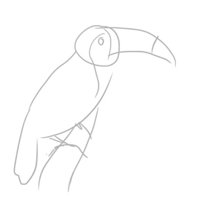 Cum de a desena o pasăre Toucan (păsări) Cum de a desena o pasăre Toucan