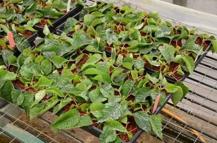 Poinsettia Casa - tăierea, transplantare, reproducere, de odihnă, perioada de boli și dăunători, video (reproducere) Poinsettia Casa - tăierea, transplantare, reproducere, de odihnă, perioada de boli și dăunători, video