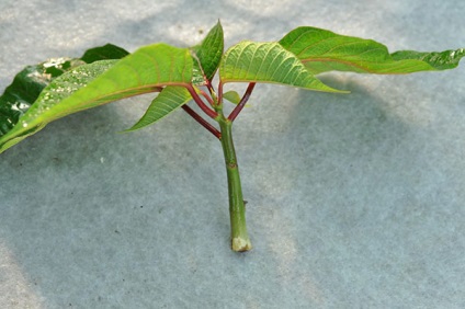 Poinsettia Casa - tăierea, transplantare, reproducere, de odihnă, perioada de dăunători și boli, video (casei) Poinsettia Casa - tăierea, transplantare, reproducere, de odihnă, perioada de boli și dăunători, video