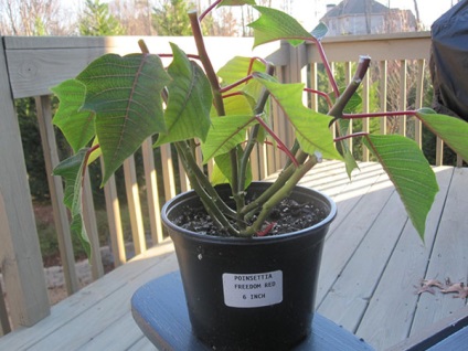 Poinsettia Casa - tăierea, transplantare, reproducere, de odihnă, perioada de dăunători și boli, video (casei) Poinsettia Casa - tăierea, transplantare, reproducere, de odihnă, perioada de boli și dăunători, video
