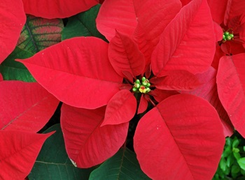 cultivare Poinsettia, îngrijire, reproducere - site-ul plantelor (conținutul) cultivare Poinsettia, îngrijire, creștere - site despre plante