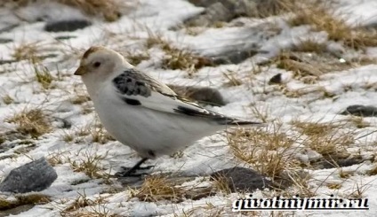 Zăpadă presura pasăre (zăpadă presura pasăre. Stilul de viață și presuri zăpadă habitat) zăpadă presura pasăre